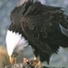 Аватар для Flybird